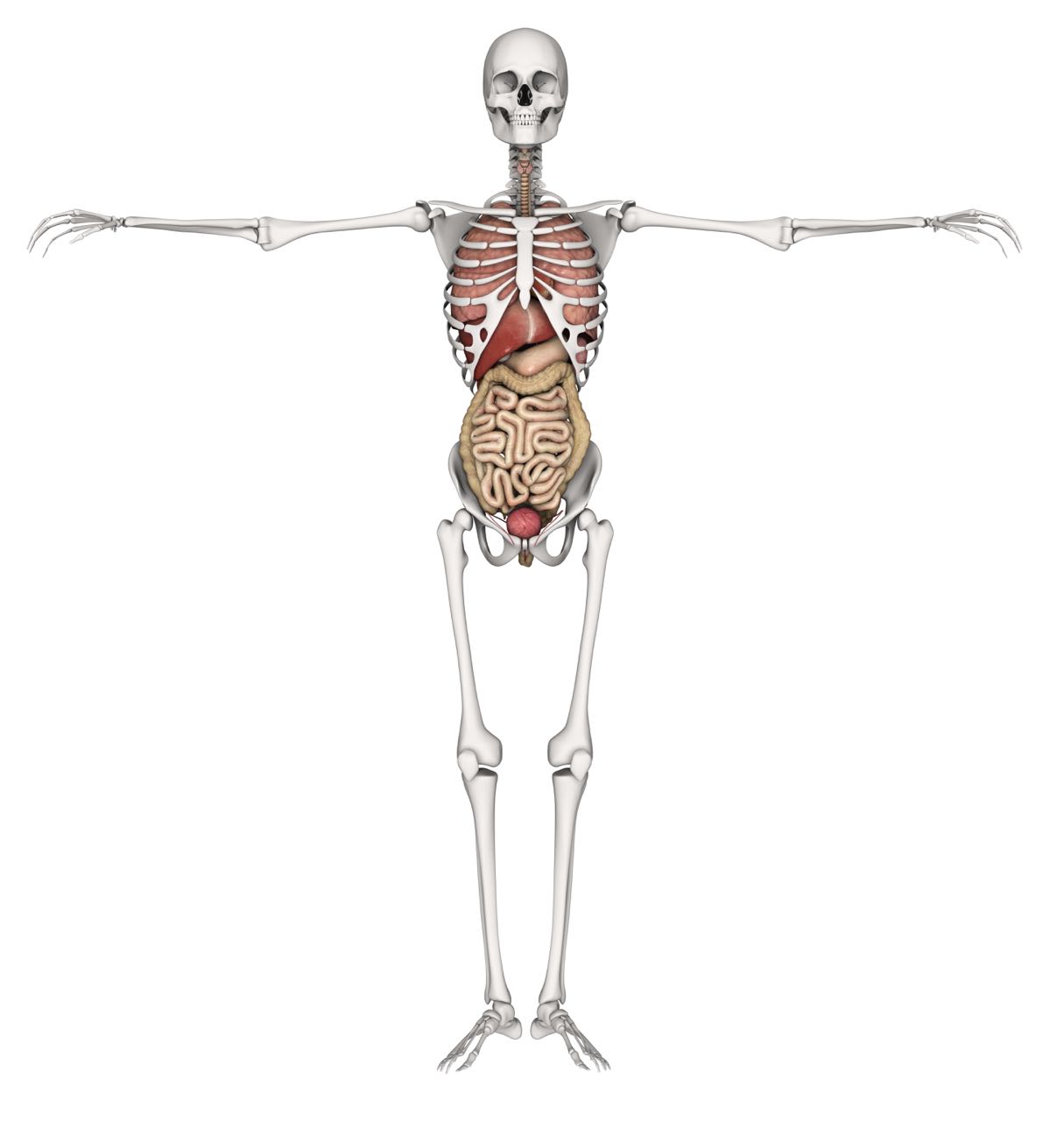 Анатомия человека с костями и органами